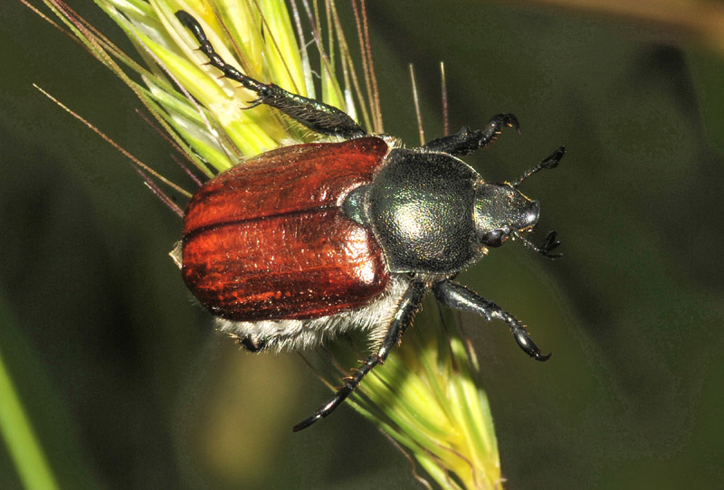 Anisoplia cfr. monticola, Rutelidae